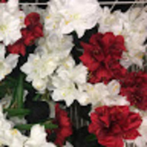 Meet your Posher, Gianni